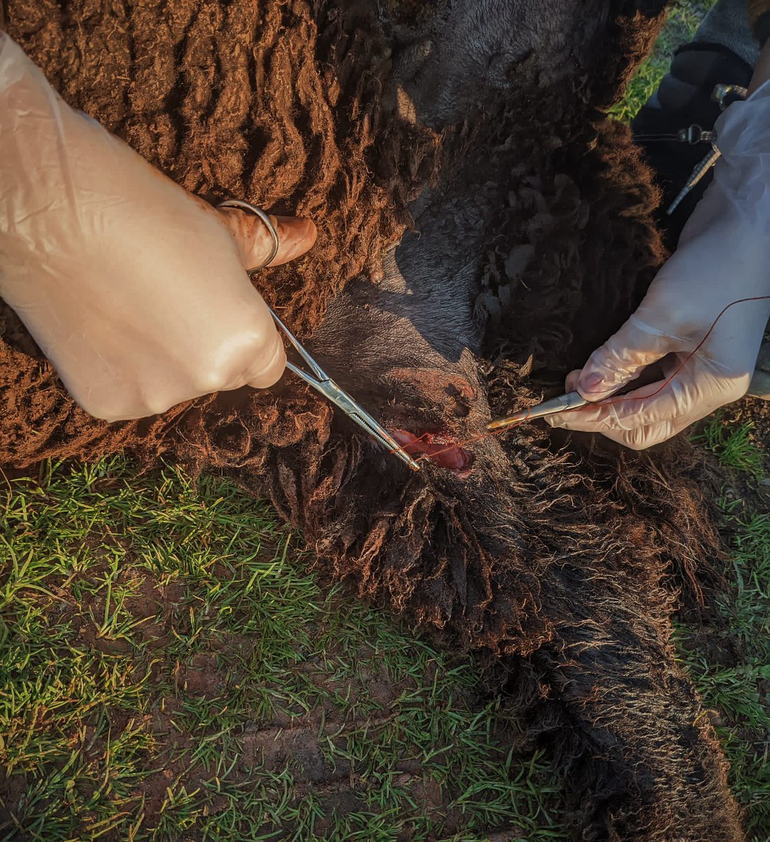 Hoy ha sido un día duro de campo en <a href="/merineandocc/">Merineando</a>. No por lo físico sino en lo emocional. Hemos sufrido un ataque de perros. Cinco bajas y esta oveja malherida. Hacer las curas con mi amor lo ha hecho más llevadero. #ganaderiaecologica #ovino #merinanegra #veterinaria