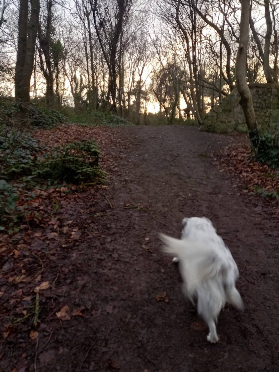 Mother nature and Daisy by far the greatest healers 🌊🌳🐾💞 <a href="/killineyhill1/">@killineyhill</a>
<a href="/LoveSouthDublin/">Love South Dublin</a> #100daysofwalking <a href="/NTBreakfast/">Newstalk Breakfast</a> <a href="/NewstalkFM/">NewstalkFM</a>