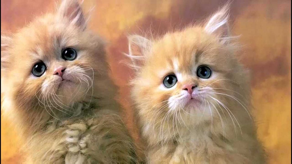kittys_katbeast's tweet photo. Commont yes to have your own video https://t.co/Lx9p6YExiy