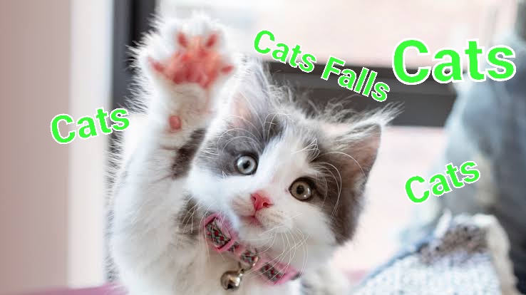 kittys_katbeast's tweet photo. https://t.co/qKc61SOZVy
