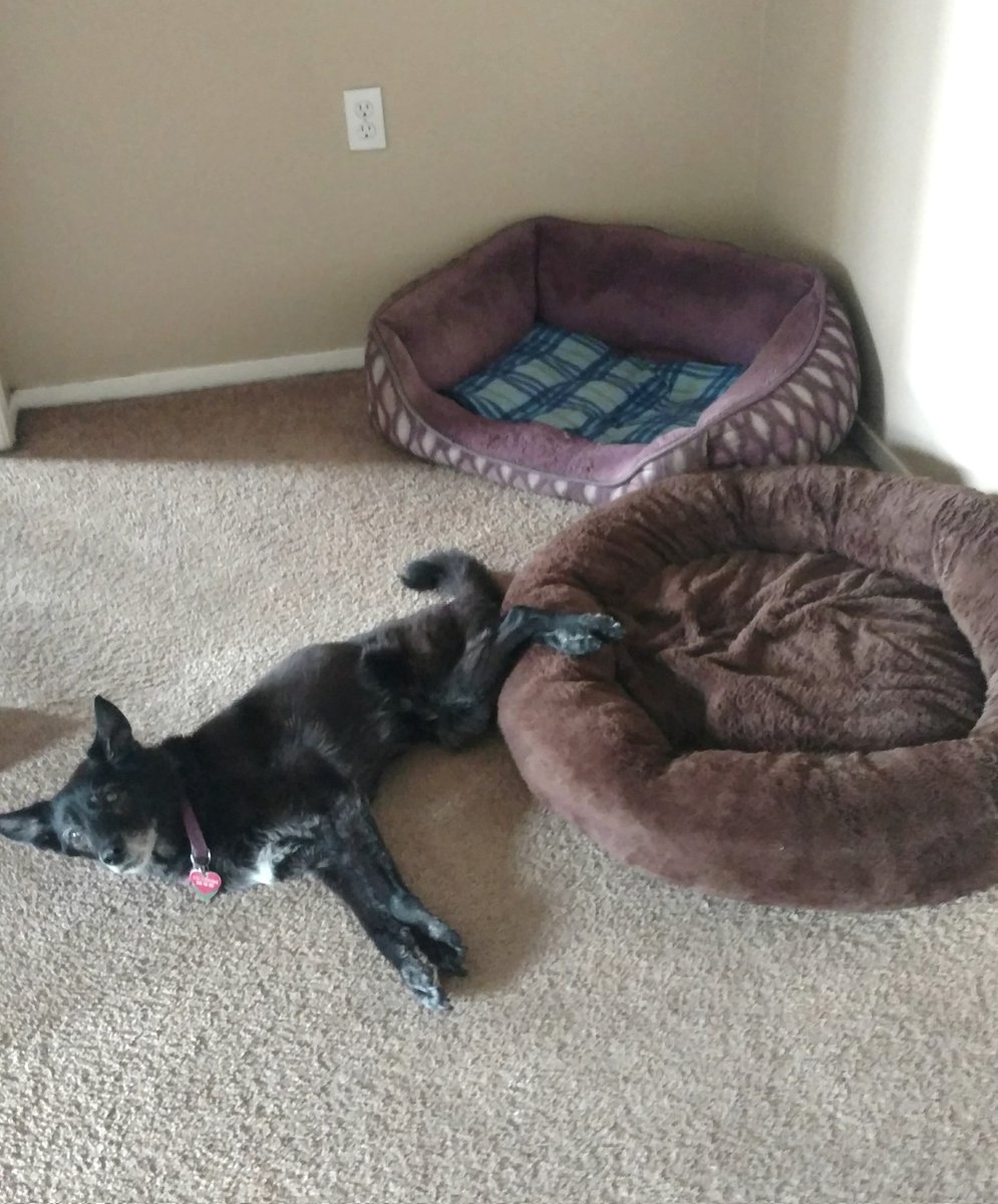MichaelRizza's tweet photo. Sabrina has 2 comfy beds.... to rest her paws on today. 🐶 #dogs https://t.co/vK3LwwCRqV