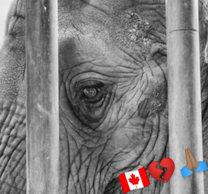 JulieKi53713414's tweet photo. @LaraAAnderson1 @YvonneHooper20 @Missymaizey89 @pathsforppl @AmarjeetSohiYEG @AshleyASalvador @AaronWardDene @pamdomecq @ValleyViewLodg1 @JulieBe77816533 @Mattel @BBCPanorama @pablo_ivonne @HouseForeign @Paulatics @worlockandrea @yegcc @ZoocheckCanada @AlbertaAg @AnimalAbusers @FFexposed @animalabusewar @kprincipeyeg @_TimCartmell @LtGovAB @cafreeland @CdnChange @CFAWR @BBCWorld @BBCBreaking @BBCNews @guardianeco @guardiannews @YahooCanadaNews @CBCCanada @UNBiodiversity @ABDanielleSmith @CNNImpact @YourAlberta @albertachambers @KingsBench_AB The number$ of people,customer$, $taff,operation$ ppl,vet$, children, bu$load$ of student$,familie$ pa$$ing through Edmonton Valley Zoo gates WATCHINGthe silent $uffering of Lucy & her pris$onmate$ decade after DECADE,FEELING sorry for these souls but sayingNOTHINGis staggering💔 https://t.co/CR13rSEToB