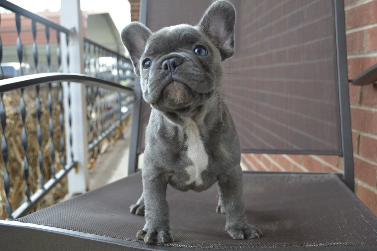 MightyEnt's tweet photo. “Rollie Pollie”
🧬💪🏿
#Merle #MerleFrechBulldogs #QuadColorCarrier #Coco #Pied #MerleFrenchies #Frenchies #QuadColor #BlueFrenchies #BlueMerleFrenchBulldogs #BlueMerleFrenchies #Fawn #Cream #Tri #QuadCarrier #Frenchie https://t.co/q3eOQ2xOuM