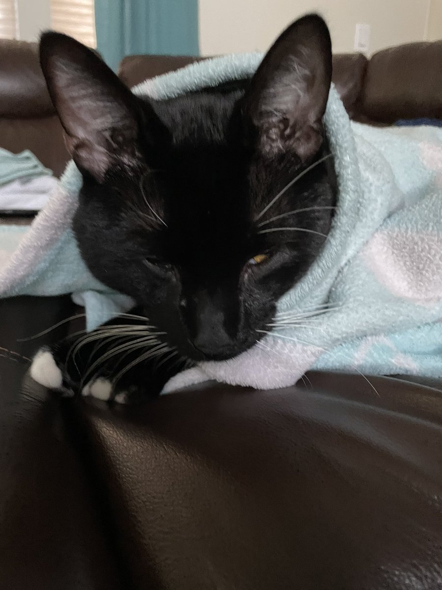 CptnSkippy's tweet photo. Looks like it’s #SnoozeSunday according to this little guy. Slept right through the end of the Dolphins game https://t.co/AOyz10SRru