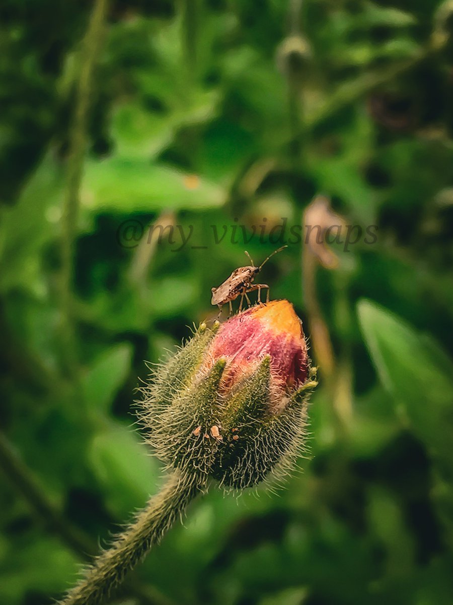 One Quick Click
#photooftheday 
#twitterphoto 
#OnePlus
#OneplusPhotography 
#Flowers 
#macrophotography 
#NaturePhotography 
#naturelovers 
#Lightroomedits 
#IITMadras