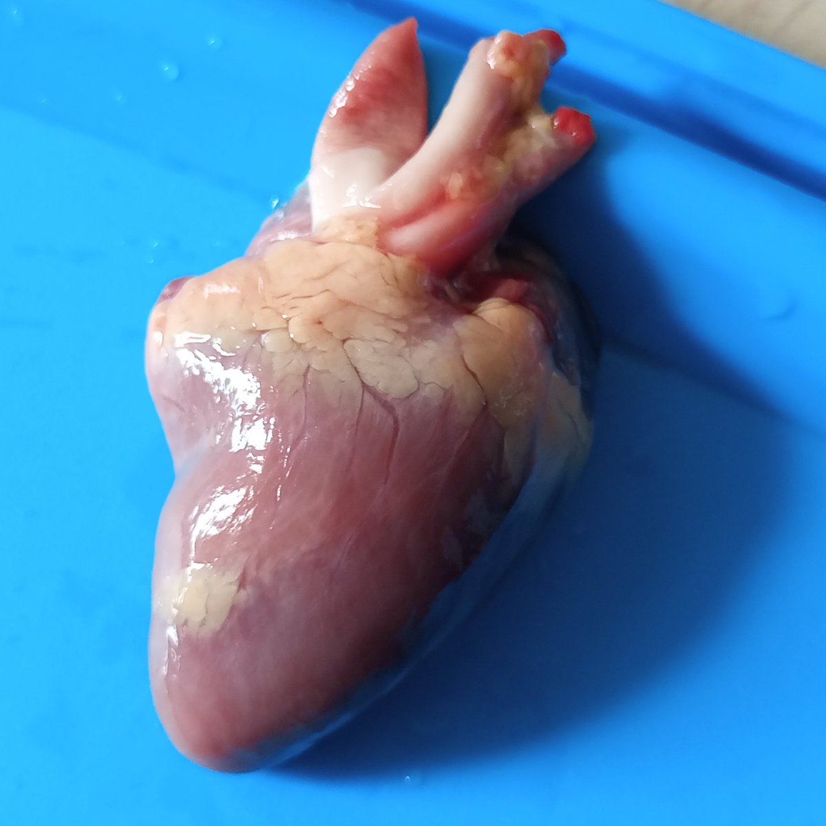 GazafJ's tweet photo. See what I found in my chicken 😊 what organ is this ?
#dr_jibril
#we_are_learning https://t.co/5gQlEwbgV2