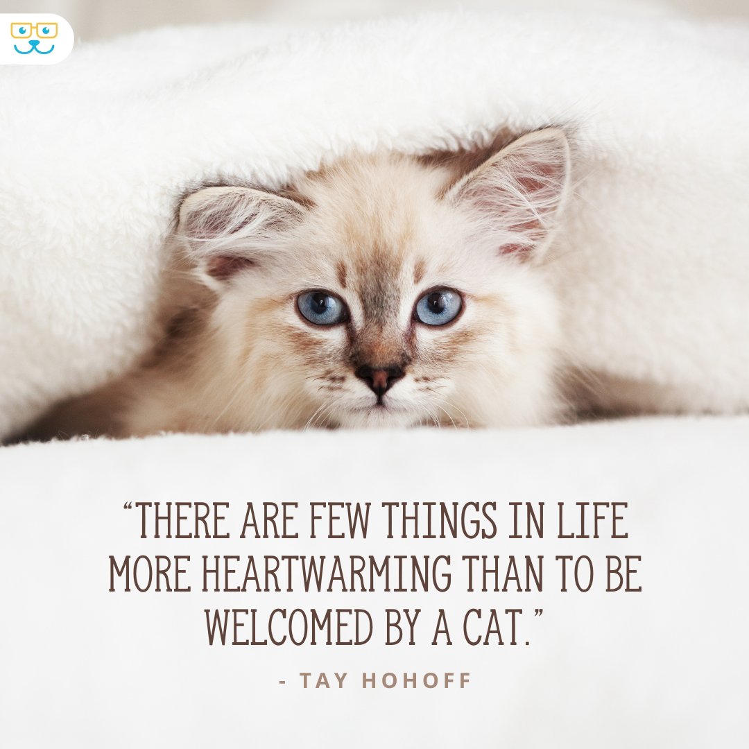 hudsonahnyc's tweet photo. ♥️ ♥️ Coming home to our cats is the best part of the day ♥️ ♥️ #catlife #ownedbyacat #hudsonanimalhospital https://t.co/fEeT8UEvFP