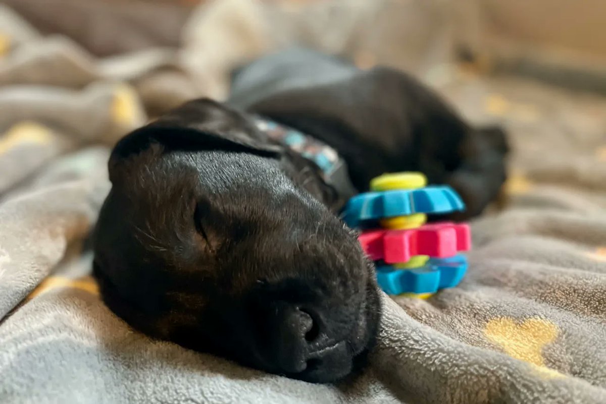 What Is Ica Registration For Dogs