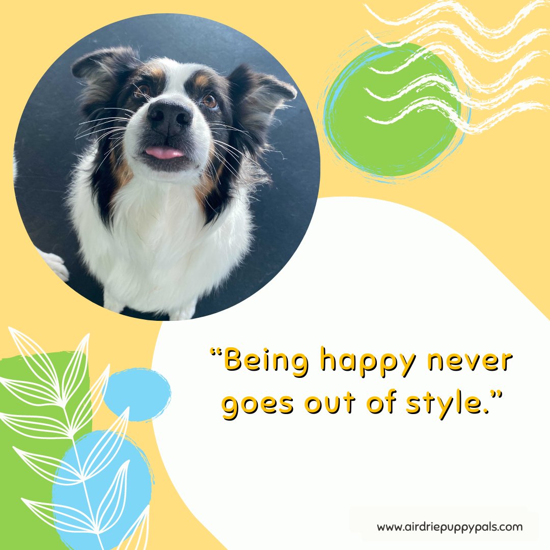 Being happy never goes out of style. 🙂 We hope you're having an excellent Sunday filled with lots of love, laughter and puppy kisses! 😍 #airdrie #alberta #saturday #airdriepuppypals #airdrie #alberta