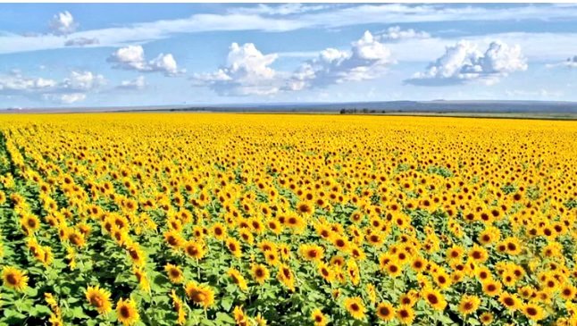 MonikScarambone's tweet photo. Não há como fingir que não fazemos parte desse gigante campo de girassóis!
https://t.co/4Bxpx2nrbd… https://t.co/Z46d5saWNw