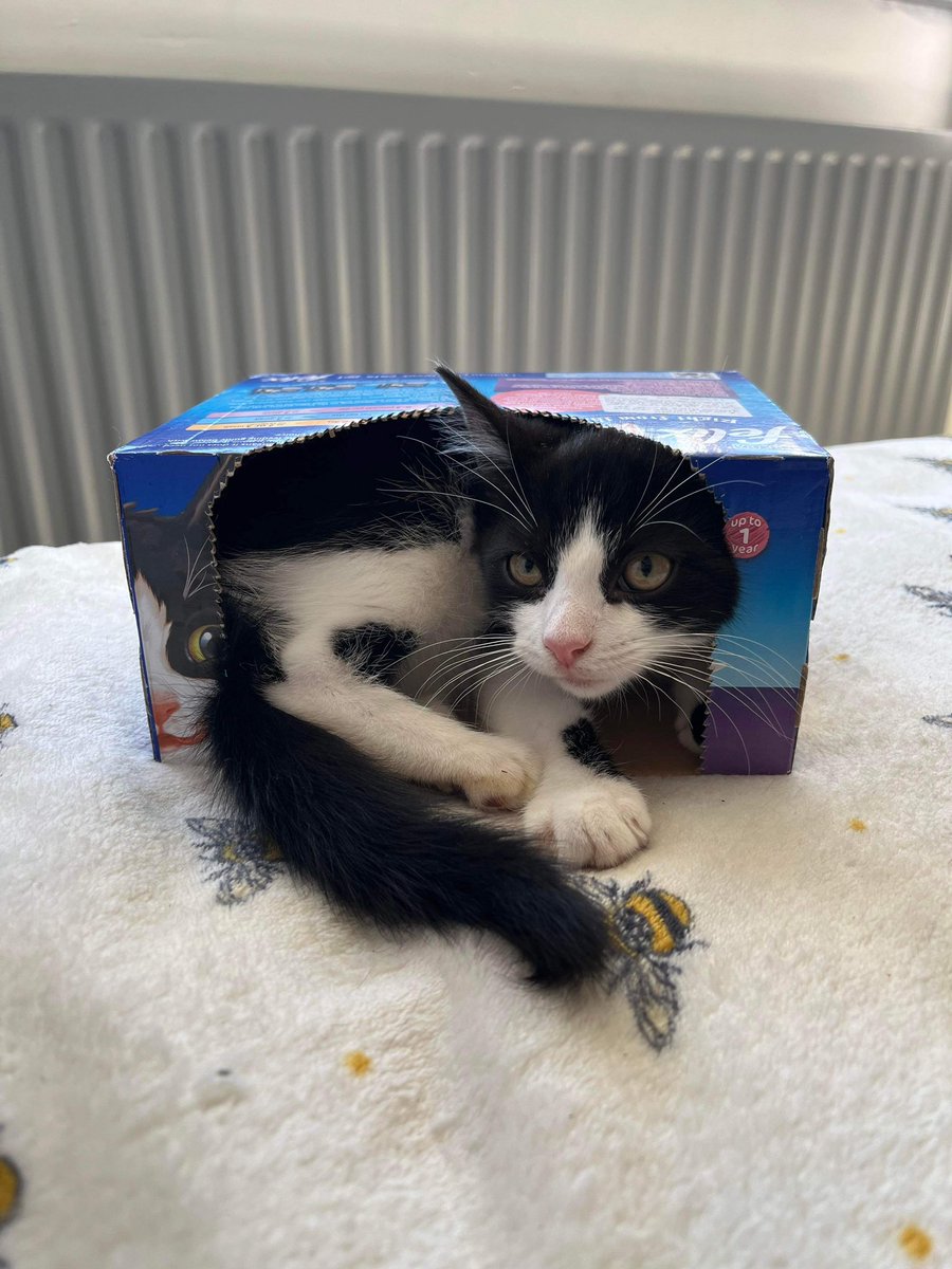 KH_CatClub's tweet photo. Happy #CatBoxSunday from KHCR 📦
Our rescues have a knack in finding the tiniest box possible! 😭
If I fits, I sits😸
#CatsOfTwittter #CatsOnTwitter #RescueCatsOfTwitter #KHCR https://t.co/6wU0ZHcr5e