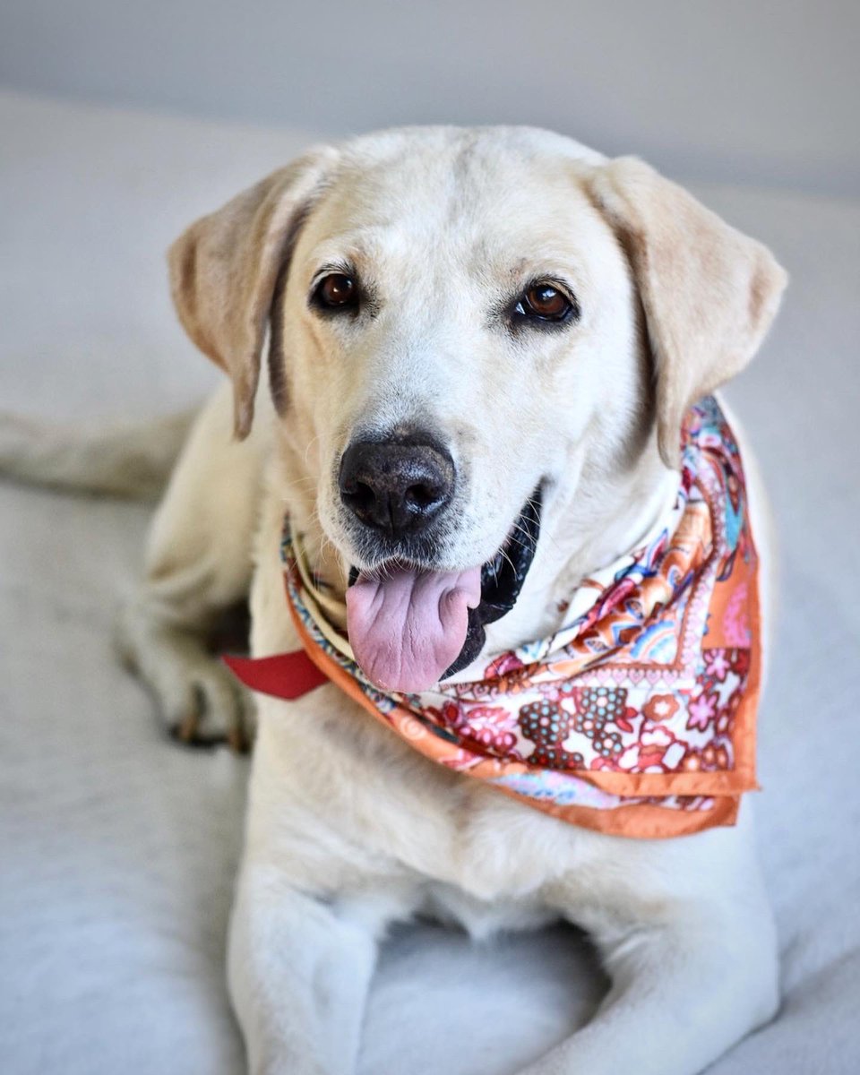 noabandonen_uy's tweet photo. Mili en adopción súper responsable💗
Muchos ya la conocen, otros seguramente no, así que les contamos…
El 6/10 nos encontramos con una publicación en donde se solicitaba ayuda urgente, así fue como nos involucramos para cambiar su vida.
(SIGUE) https://t.co/W1wMlP7lr6