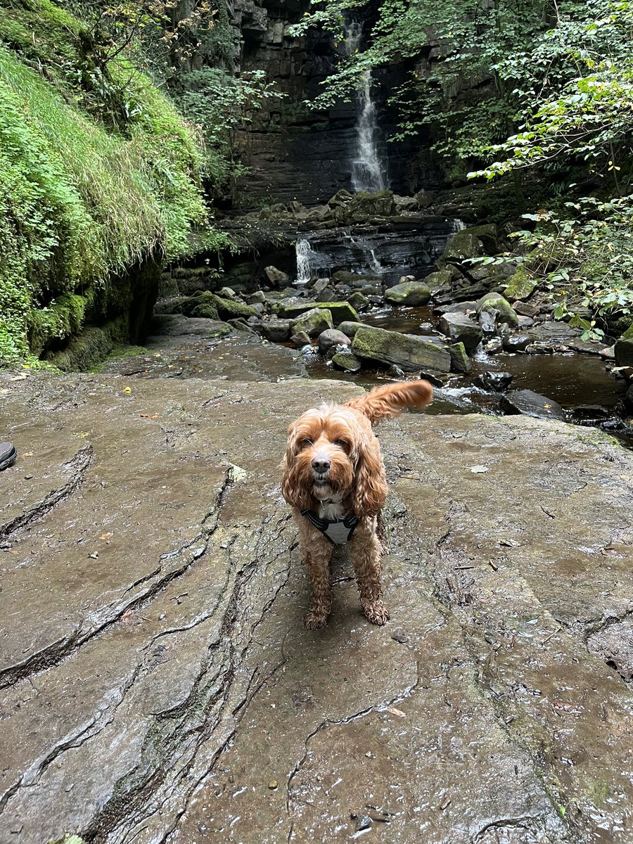 <a href="/sueyb71/">SB</a> Lovely circular walk from Askrigg to Mill Gill. Highly recommended