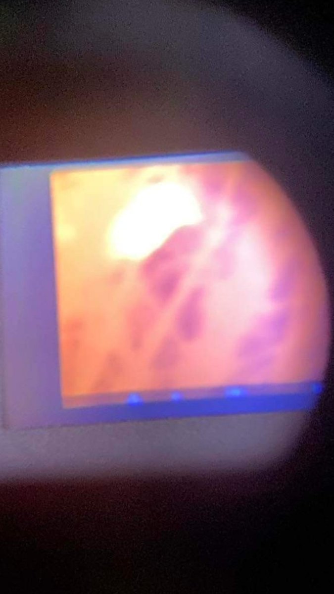 BirderSouth's tweet photo. Garden Thermal, magpie #thermal #pulsur @SurveysThermal @RingersWm @ScarecrowNeste1 @tonymcguire1966 . https://t.co/mz4Xmsj5A5