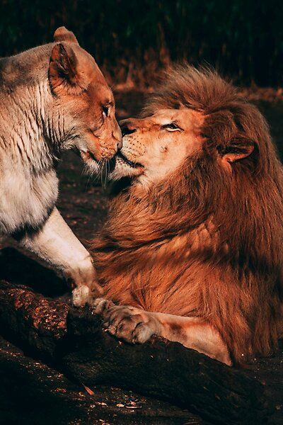 SaidSharoo's tweet image. لا فرق بين العاطفه عند البشر او الحيوان فانها تمنح الالفه والبهجة فى قلوب المحبين💝❤️‍🔥❤