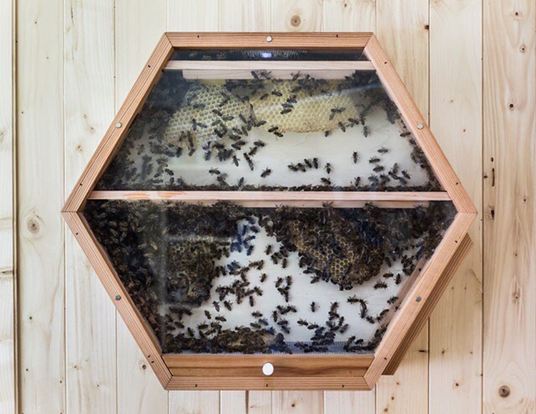 hamparty24's tweet photo. @Jbams01 Bee observation boxes! https://t.co/7u8H8aLuYP