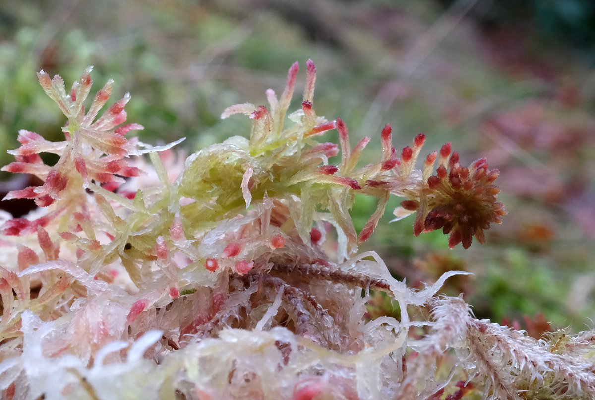 Sphagnum moss #dailymoss #moss