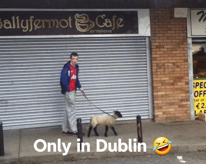 𝗝𝘂𝘀𝘁 𝗜𝗿𝗶𝘀𝗵 𝗧𝗵𝗶𝗻𝗴𝘀 ☘️ 
😂😂

#justirishthings #sheep #irish