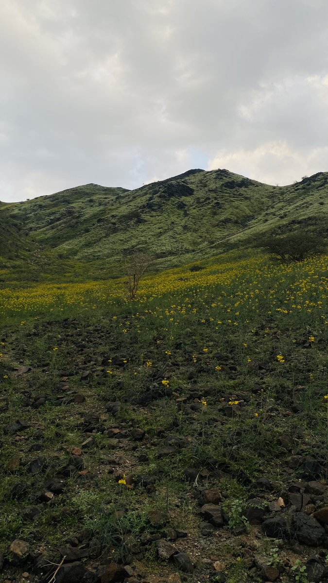 ربيع هدى الشام شمال مكة يوم الاحد 1444/06/22
#مكه_الان #ربيع #اكسبلور