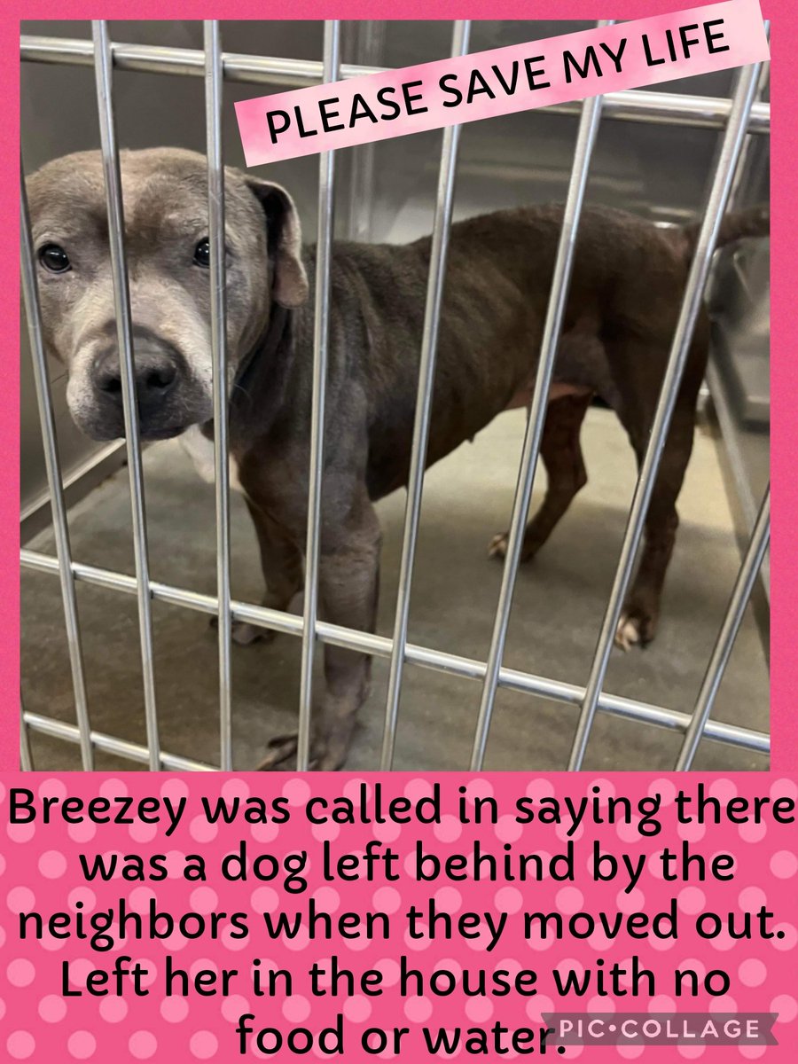 carawil17888192's tweet image. Breezey was called in saying there was a dog left behind by the neighbors when they moved out. Left her in the house with no food or water.

ID #51844070
Female
Mix

 possibly death at any time.

Russell County-Phenix City 
m.facebook.com/story.php?stor…