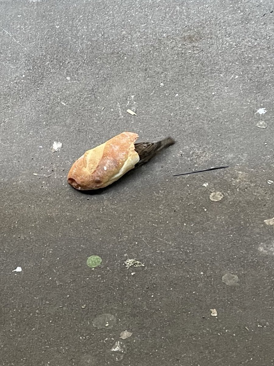 bird made a baguette house