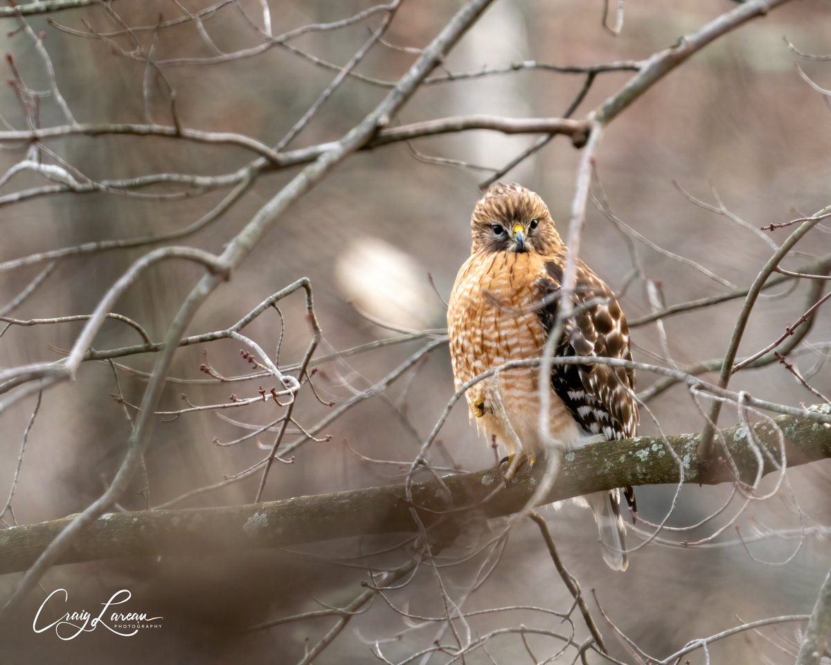 Red-shouldered hawk