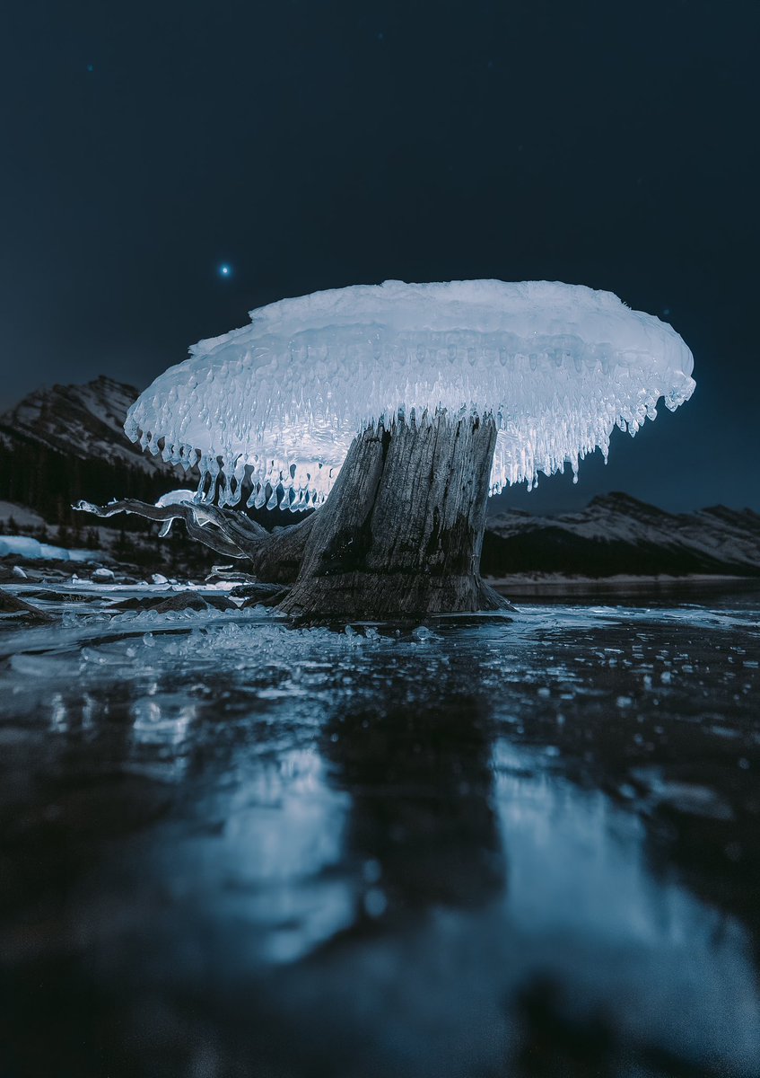 PeteOHaraPhoto's tweet image. Some photos I took of a frozen ice mushroom that went viral. It’s amazing what happens in winter.