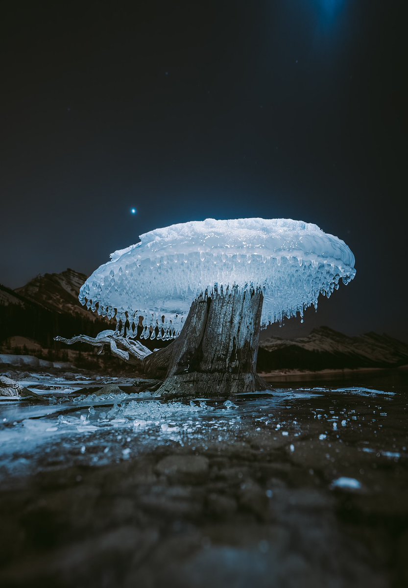 PeteOHaraPhoto's tweet image. Some photos I took of a frozen ice mushroom that went viral. It’s amazing what happens in winter.