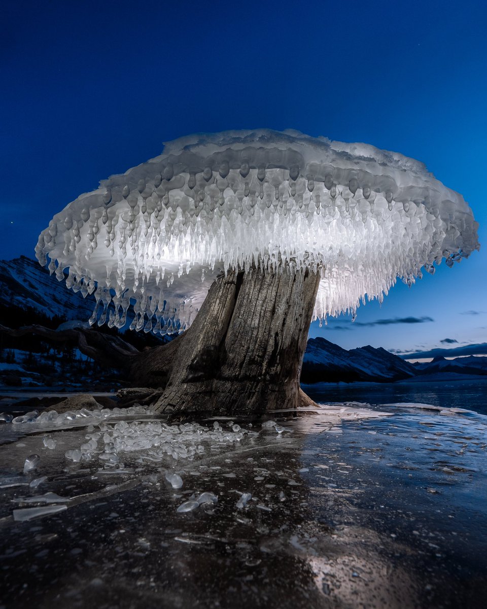 PeteOHaraPhoto's tweet image. Some photos I took of a frozen ice mushroom that went viral. It’s amazing what happens in winter.