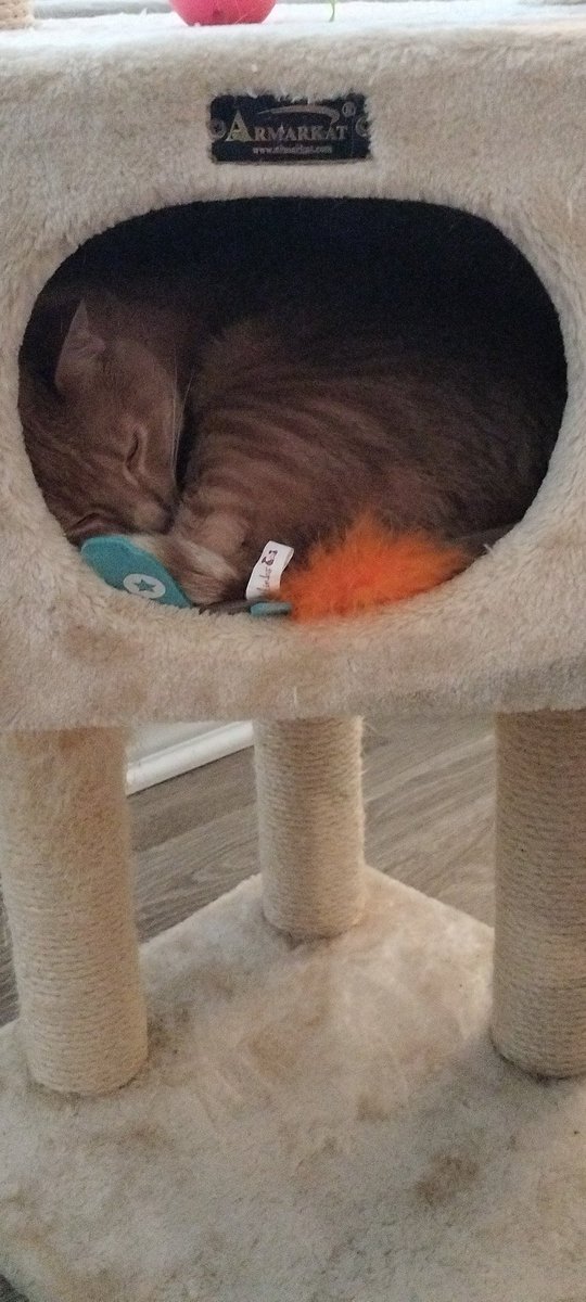 kirby_pov's tweet photo. Easy like Sunday afternoon #CatsOnTwitter #LosGatosDeTwitter #KirbysPOV #ACatsLife #WeLoveOurCat #AdoptDontShop #WeAreHSTB https://t.co/AANP94Ld9g