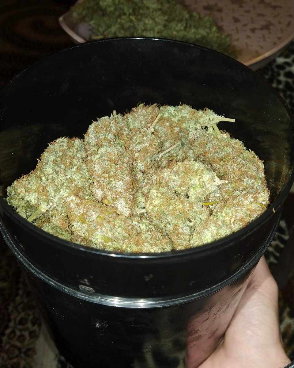 SensiSeeds's tweet photo. You can't beat the old stuff. Or well - we'd like to think so. Afghani #1 is the quintessential indica: robust, fast-growing and packed with buds. If you ever think about trying an indica strain.. this is her! 🤩

📸: ganzigunnu https://t.co/O4djBm7W95