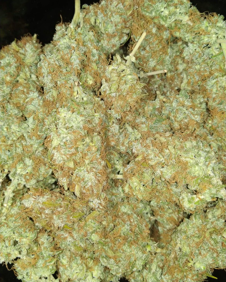 SensiSeeds's tweet photo. You can't beat the old stuff. Or well - we'd like to think so. Afghani #1 is the quintessential indica: robust, fast-growing and packed with buds. If you ever think about trying an indica strain.. this is her! 🤩

📸: ganzigunnu https://t.co/O4djBm7W95
