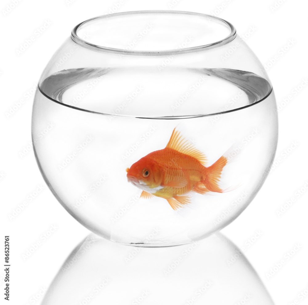 animegfwhen's tweet photo. people say there’s plenty of fishes in the sea 

me: https://t.co/96TomRZlQC