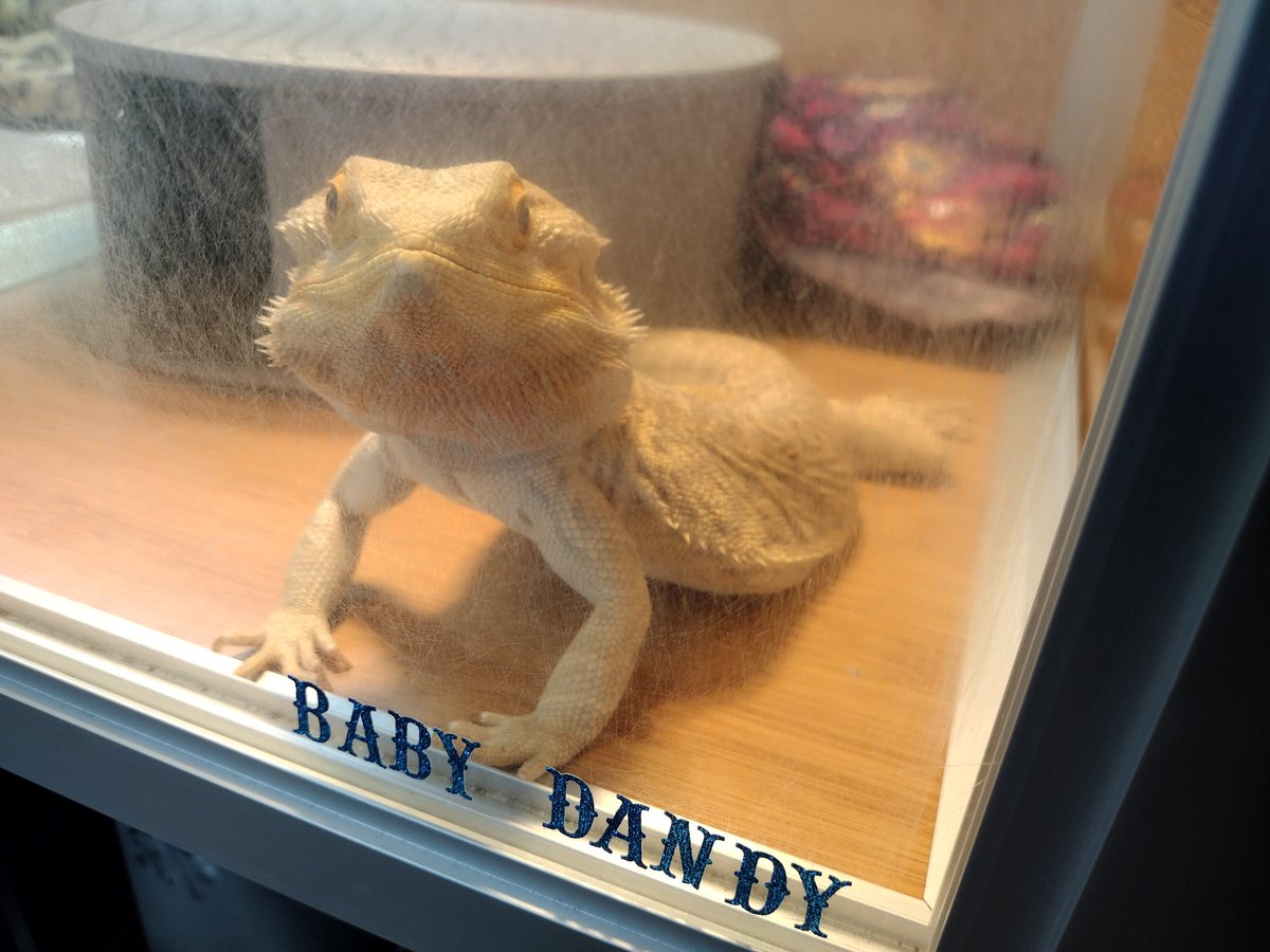 theBabyDandy tweet picture