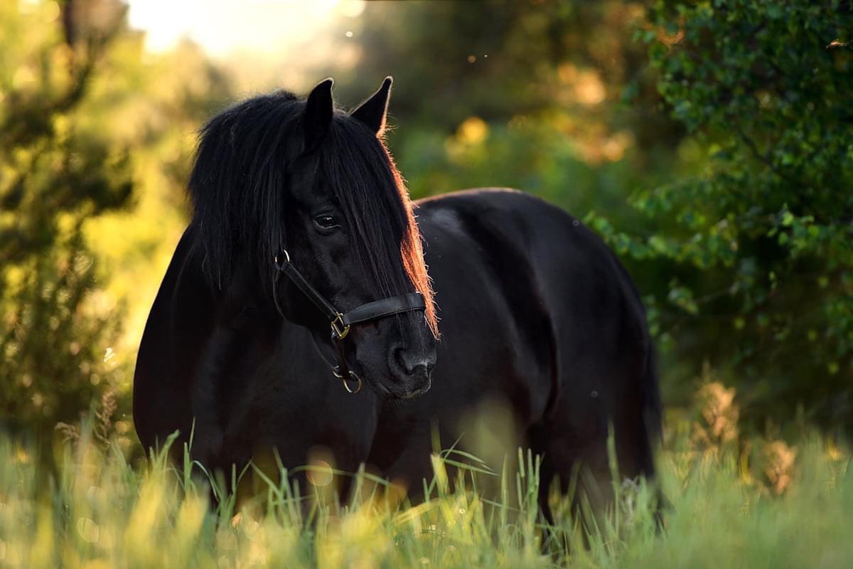 "Atlar ve kitaplar, onları görebilen gözlere aittir."