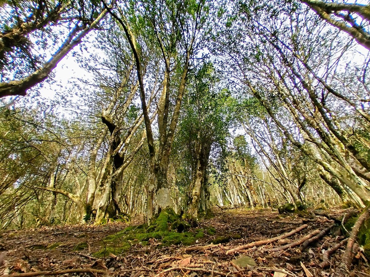 DavidAlonsoMed's tweet image. Bosques de #Ponga😍
#asturies