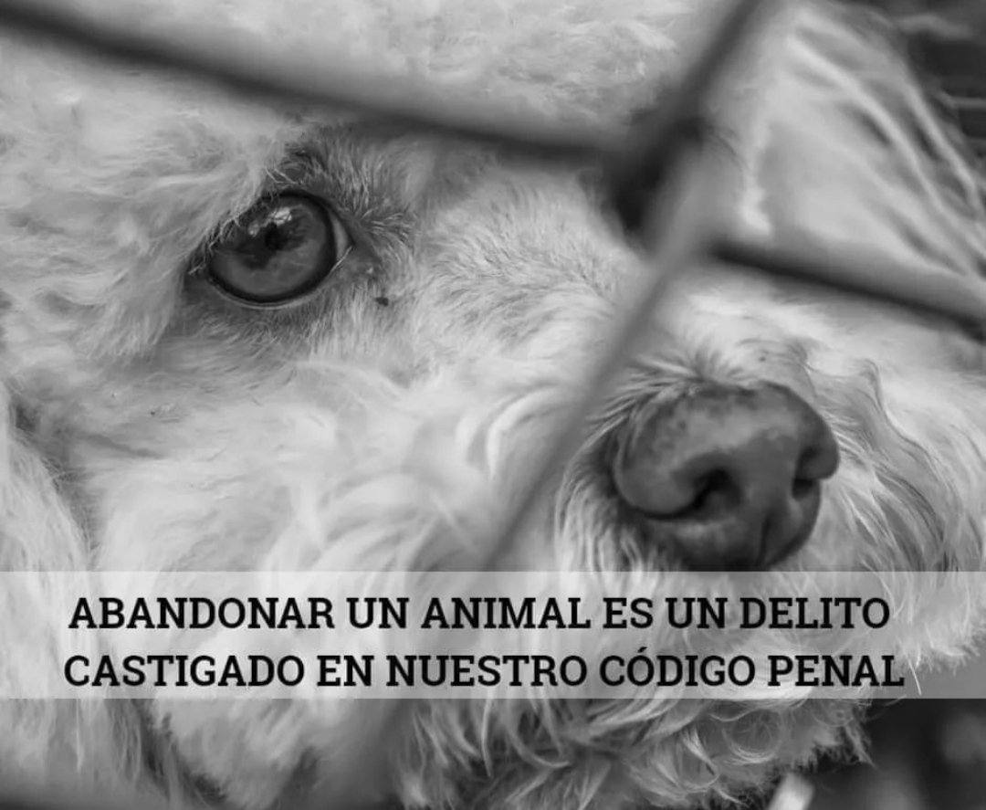 refugio_de_sori's tweet photo. 🐾🐾🐶
#noabandones #inocentes 
#nofallan https://t.co/dmckhIY2VY