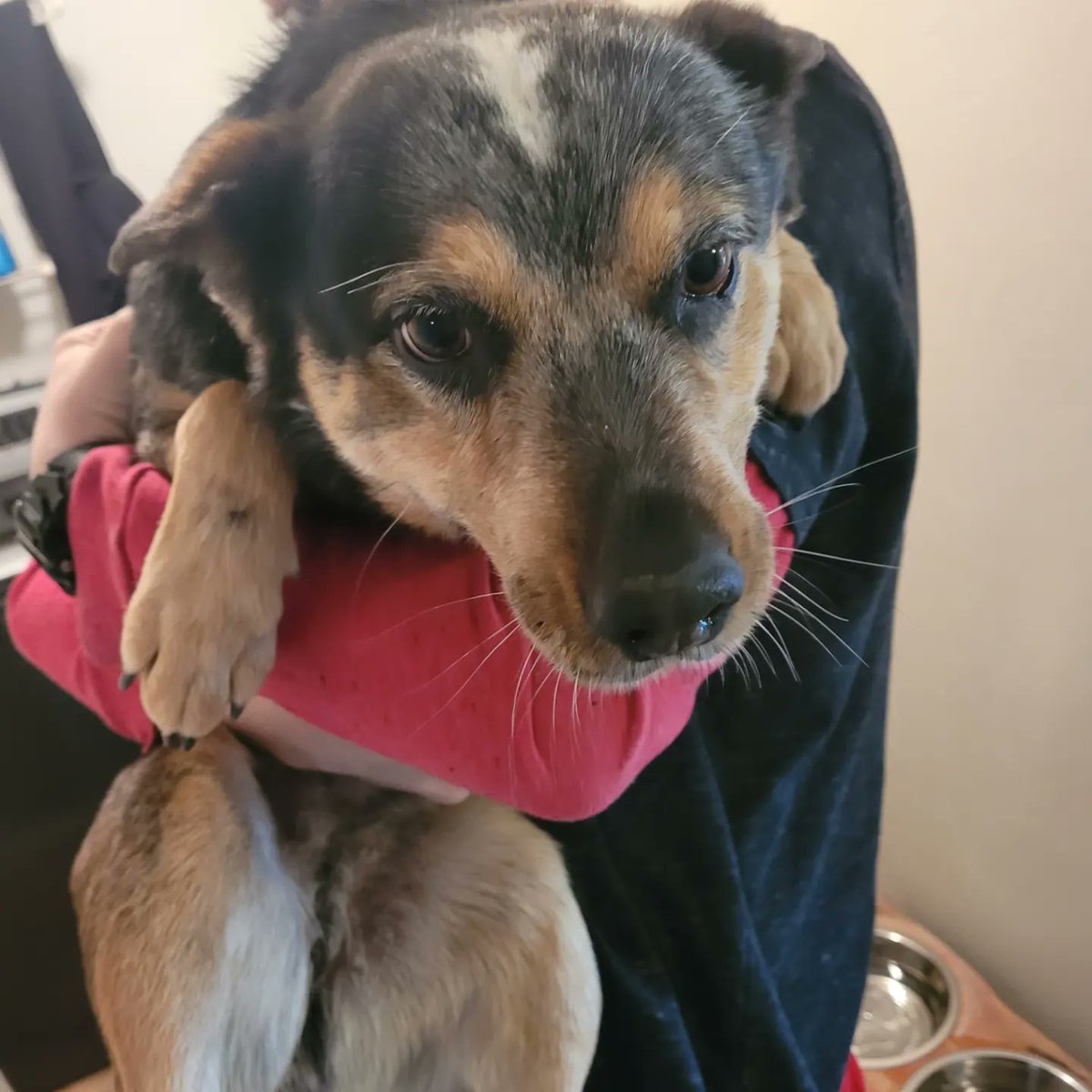 TylerInColor's tweet image. Found this sweet kiddo running around the 22nd/ Alvernon area. Number on collar was active, but not the owner. Will require some info to know if you are the owner, but reach out if you think it is yours! Was not chipped. @whatsuptucson