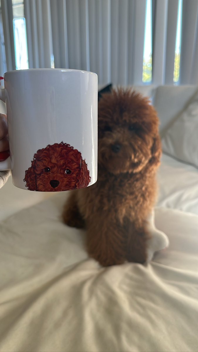 Moxy Gals tweet media