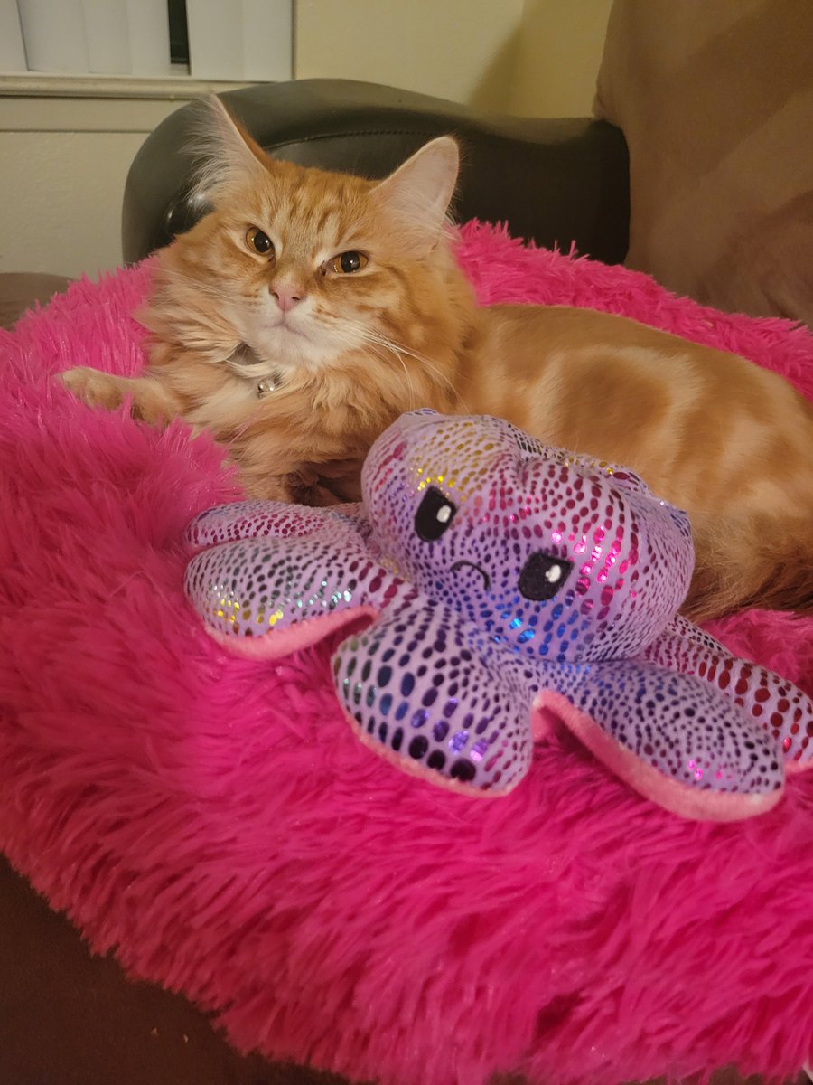 🏳️🌈Molly Weasley & Harley McFluffybutt 🏳️🌈 tweet media