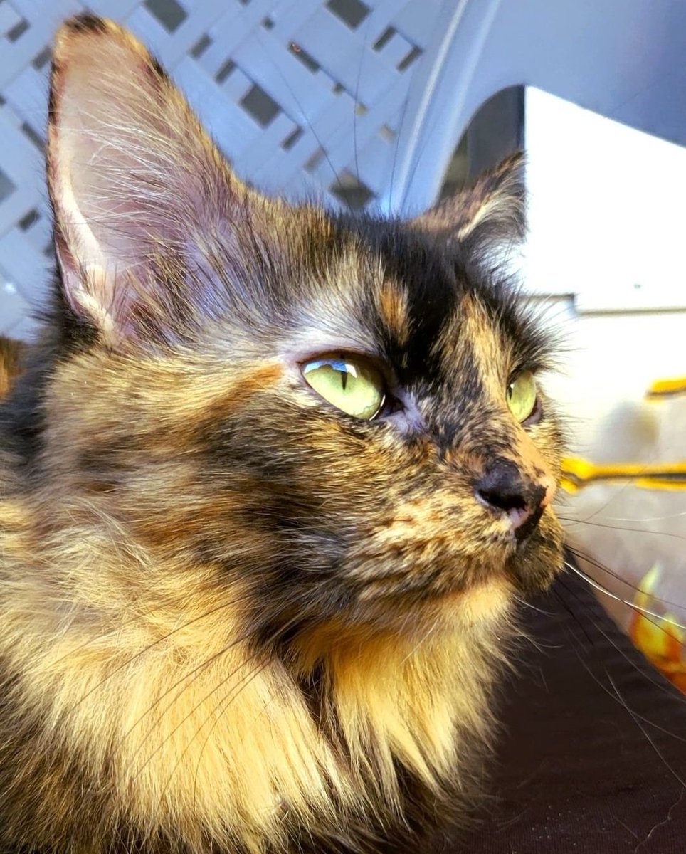 🏳️🌈Molly Weasley & Harley McFluffybutt 🏳️🌈 tweet media