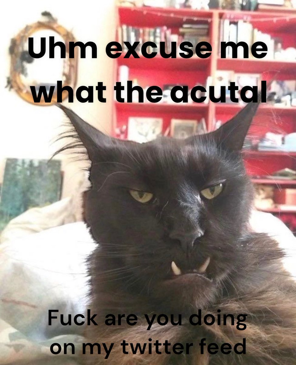 my cat ended up here (@cursedkittycat) on Twitter photo 