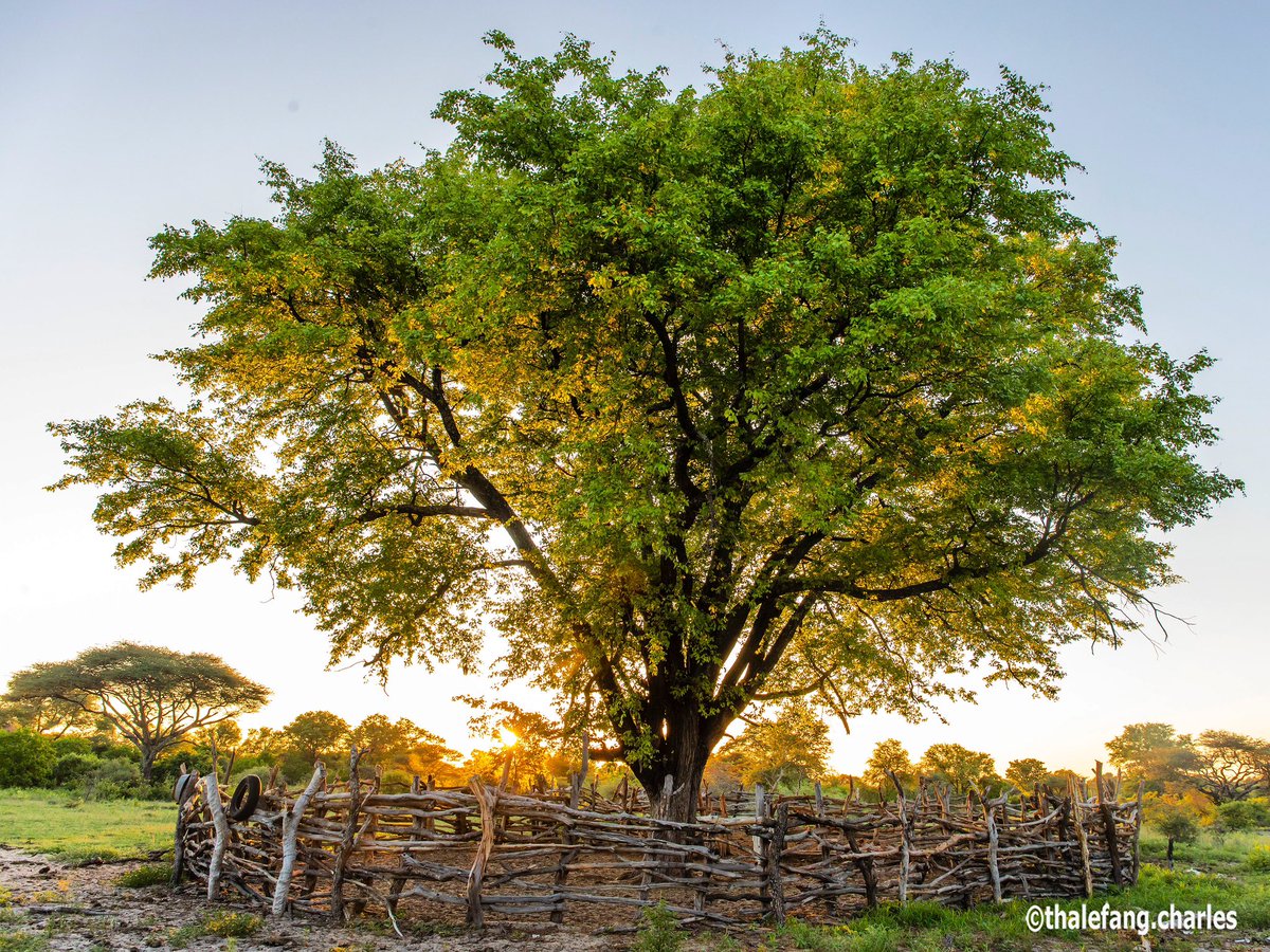 Thalefang Charles tweet media