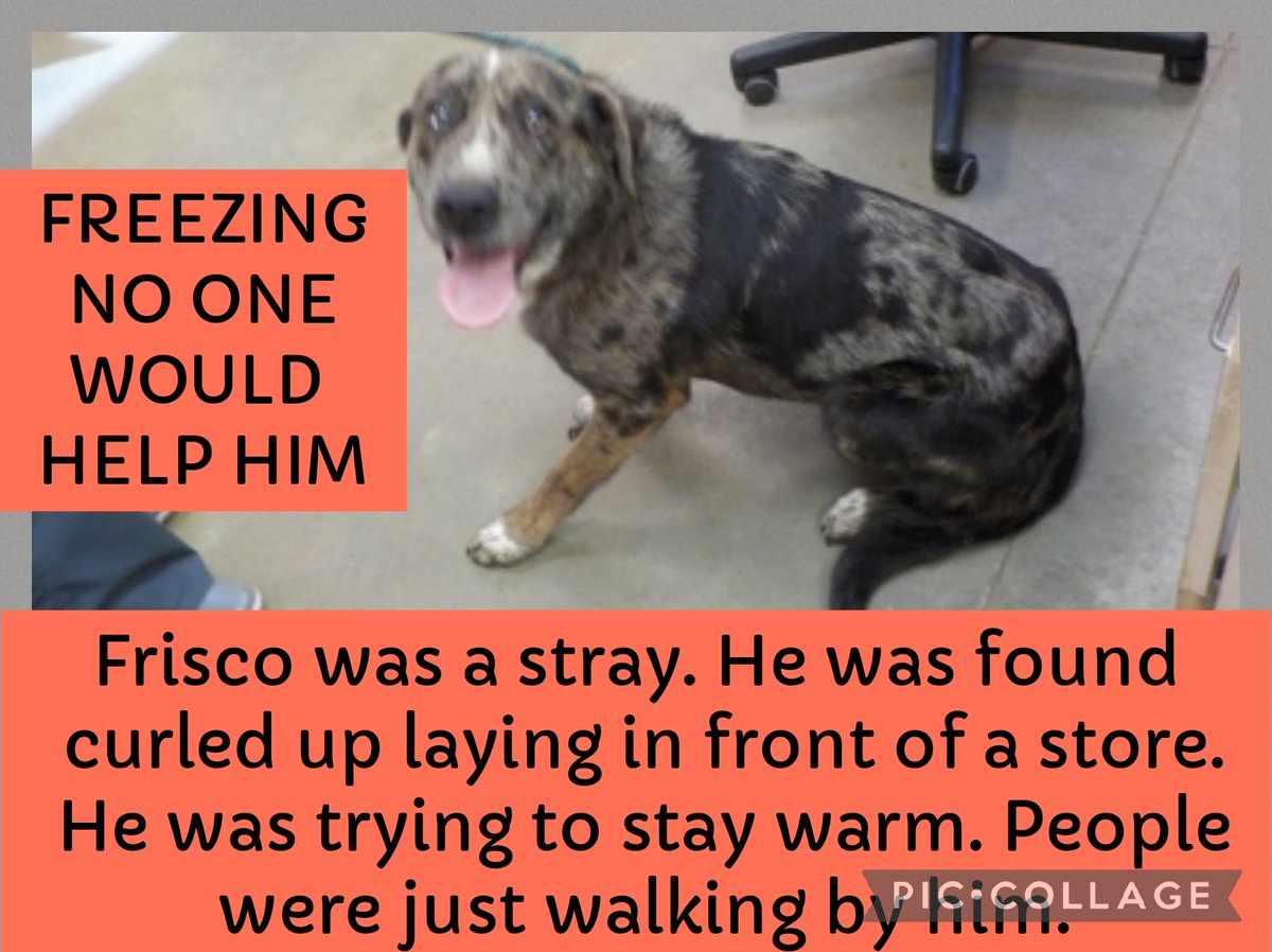 carawil17888192's tweet image. Frisco was a stray. He was found curled up laying in front of a store. He was trying to stay warm. People were just walking by him.

ID #51856245
Male
Catahoula mix

 possibly death at any time.

Russell County-Phenix City AL
#adoptdontshop #rescue 

fb.watch/i41HapquA4/
