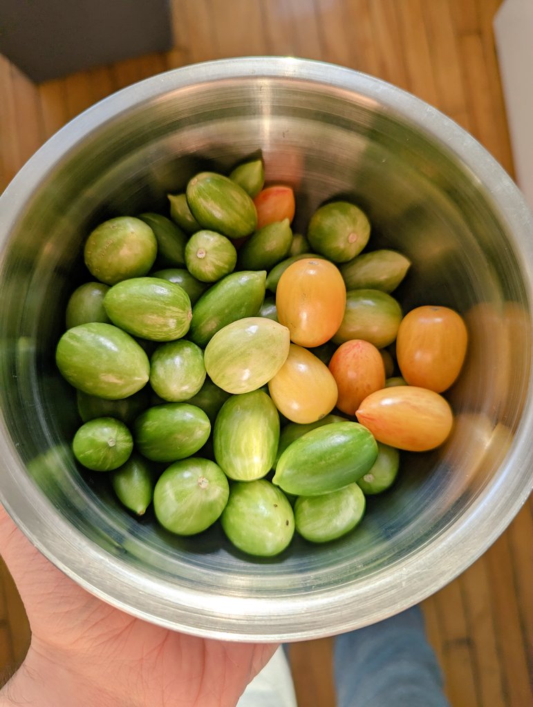 We were going to make green #tomato #ketchup, a #Quebec classic, but they're ripening on us! 

👌🍅

#Homegrown #tomatoes #houseplants #garden #LED