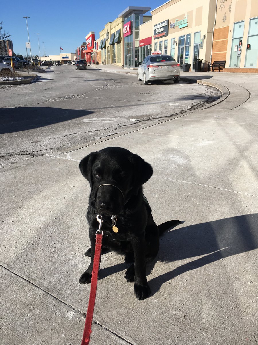 HobbesDogs's tweet photo. #FutureDogGuide Doug accompanied me to my bivalent #COVID19 booster appointment today, becoming the 3rd dog to join me (over 5 vaccine doses - Dempsey and Wrigley came for 2 each)! https://t.co/fW3o7WhrqV