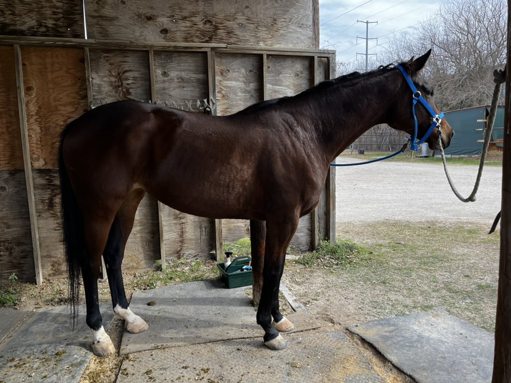 Lil Miss Lyss on Twitter "I tried the mare today!!! What do you guys