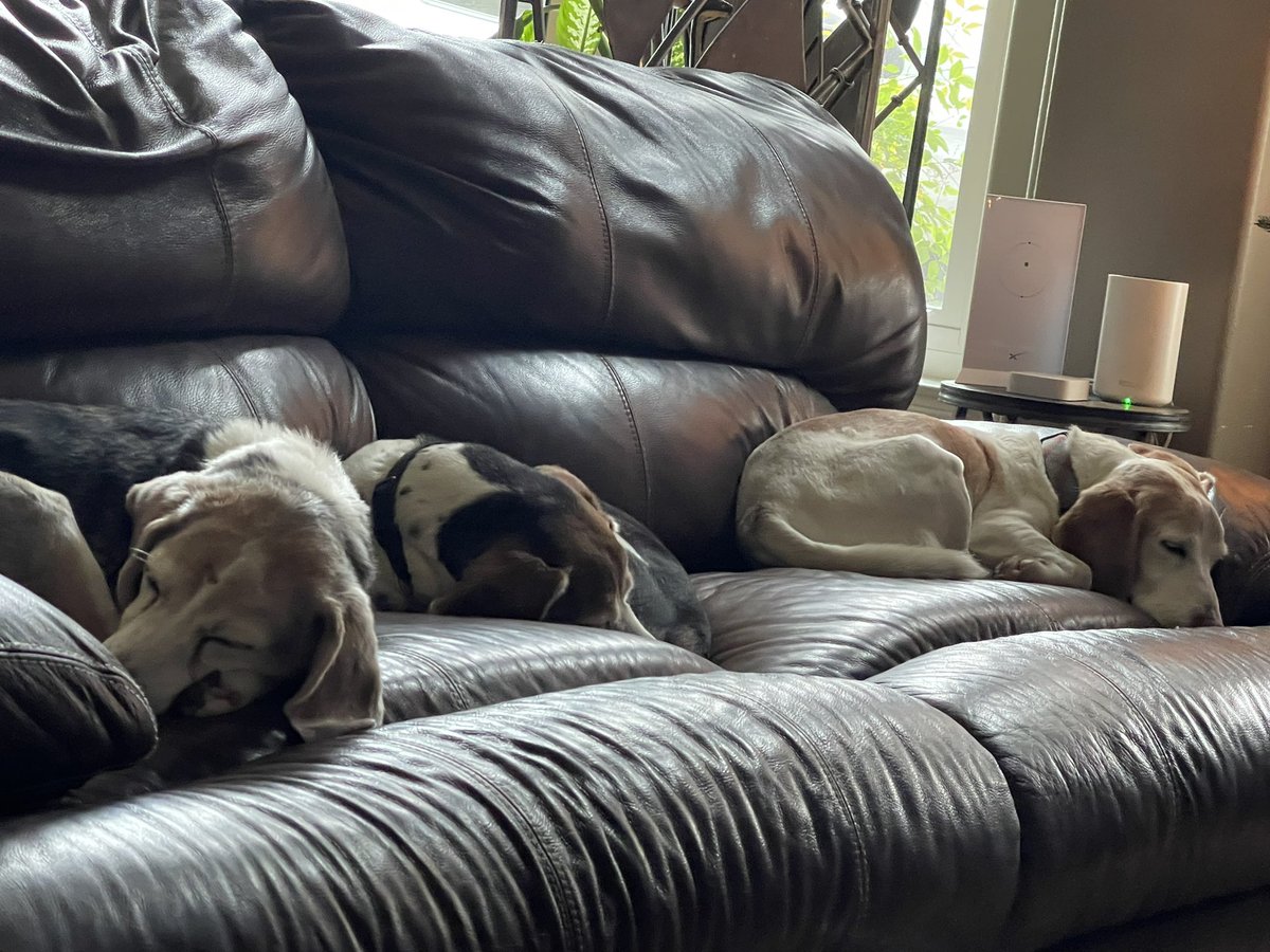 darmercer's tweet photo. It’s #snoozingSunday, pals! https://t.co/nUOoRMlXty