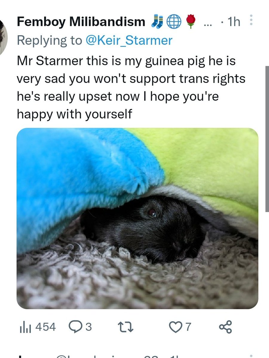 KayefromKent's tweet photo. They'll never be as sad as the guinea pigs at the Tavistock https://t.co/BhoNICr6zv