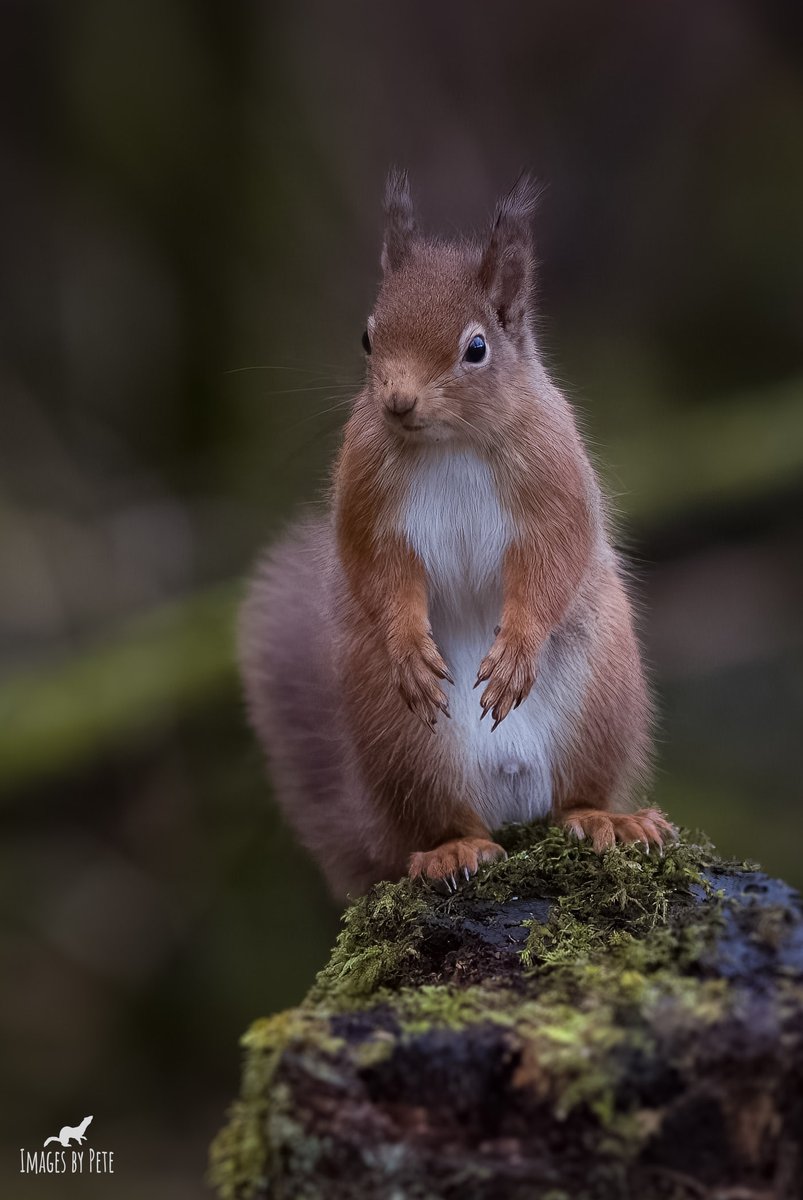 It’s always a pleasure spending time in the company of squirrels 🐿 #RedSquirrels